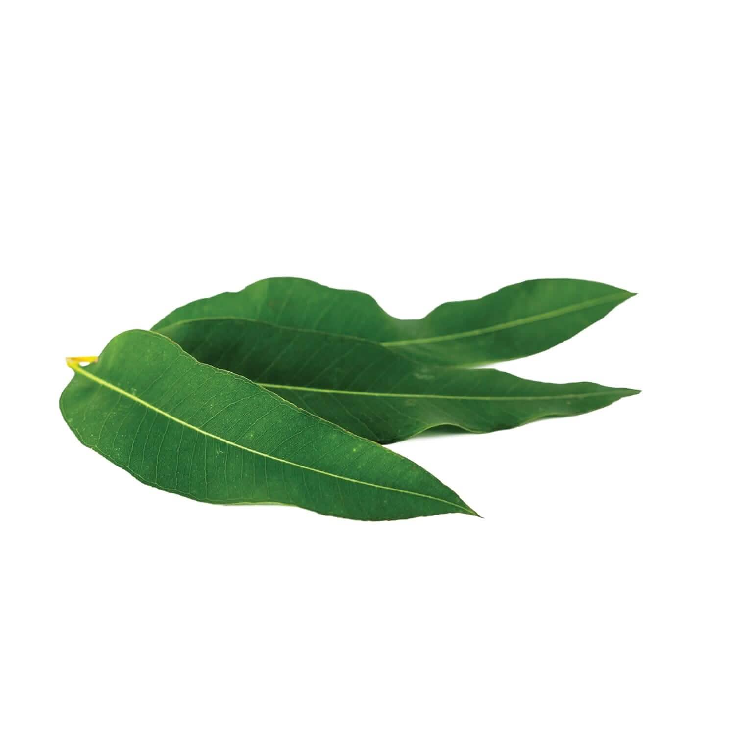 2-Pack: L'Oréal Paris Skincare Pure-Clay Face Mask with Eucalyptus for Oily and Shiny Skin to Purify and Matify